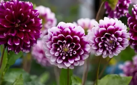 dahlien aus samen ziehen vorteile und anleitung für üppiges blumenbeet