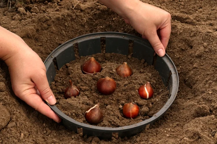 die einfachste methode zum pflanzen von blumenzwiebeln