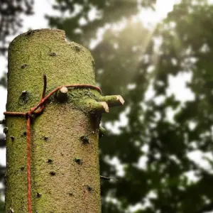 durch richtige methode mit seil einen kranken baum fällen und das holzmaterial recyceln