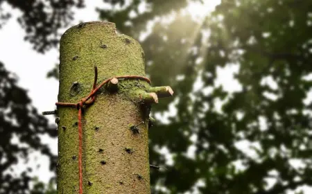 durch richtige methode mit seil einen kranken baum fällen und das holzmaterial recyceln