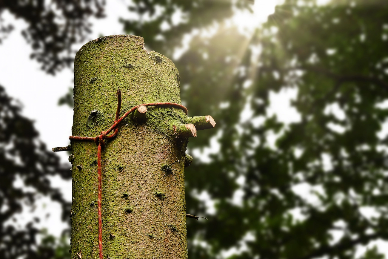 durch richtige methode mit seil einen kranken baum fällen und das holzmaterial recyceln