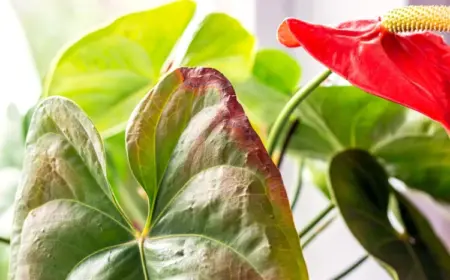 flamingoblume mit kranken blättern retten