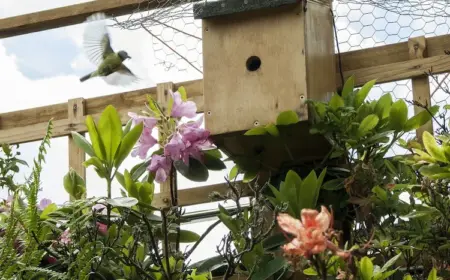 geeigneten nistkasten für meisen selber bauen und am richtigen ort im garten positionieren