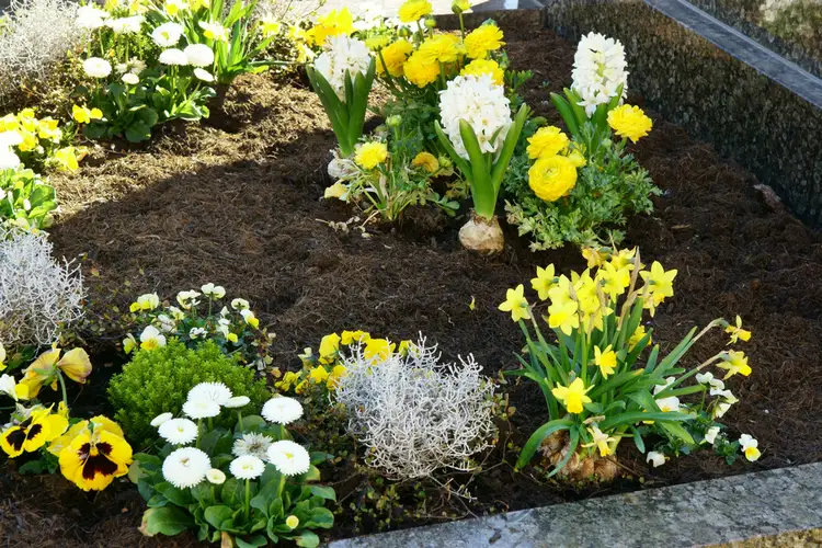 grabbepflanzung im frühjahr in gelb und weiß mit osterglocken, stiefmütterchen, hyazinthen, stacheldraht