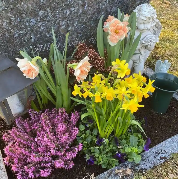 grabbepflanzung im frühjahr mit narzissen, tulpen, heidekraut und stiefmütterchen