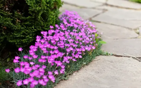 heide nelke (dianthus deltoides) blüht lange, duftet und ist für vollsonnige standorte geeignet