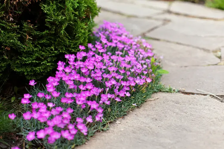 heide nelke (dianthus deltoides) blüht lange, duftet und ist für vollsonnige standorte geeignet