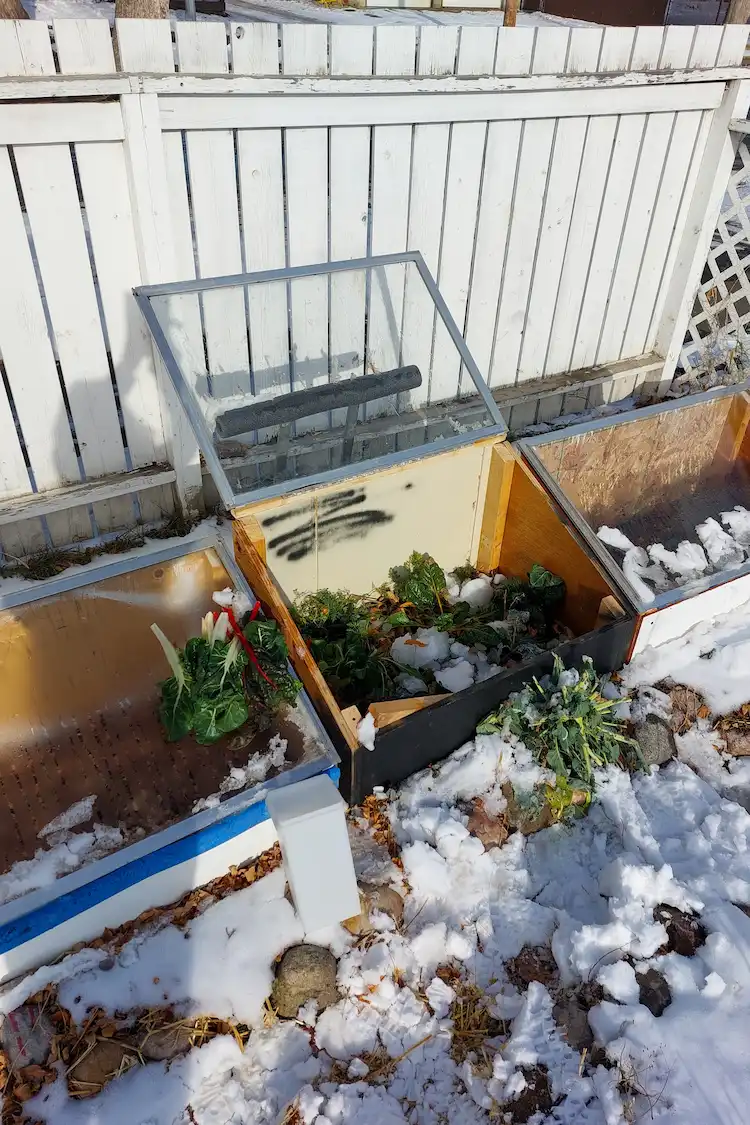 im winter gartenpflanzen schützen und ein frühbeet selber bauen neben gartenzaun