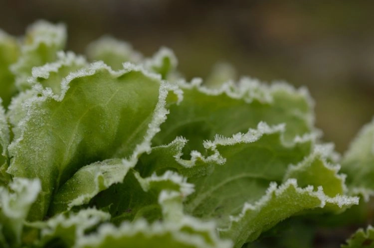 jungpflanzen wie endiviensalat und andere art von salat im januar vorziehen und später im garten gedeihen lassen