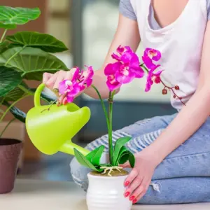 knoblauch für orchideen vorteile und tipps