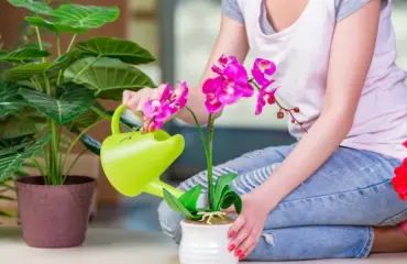 knoblauch für orchideen vorteile und tipps
