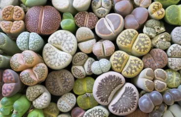 lebende steine die ungewöhnlichen sukkulenten