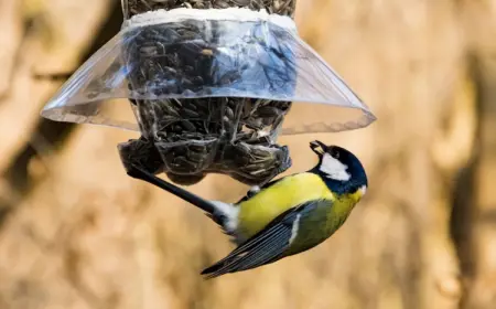 nachhaltig mit plastiflasche futtersilo für vögel selber bauen im garten