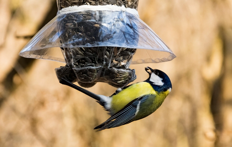 nachhaltig mit plastiflasche futtersilo für vögel selber bauen im garten