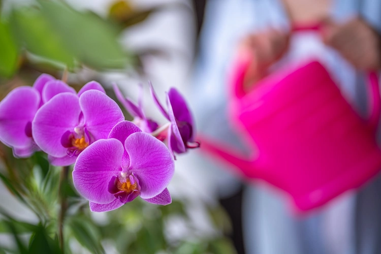 orchideen in gelkugeln bewässern