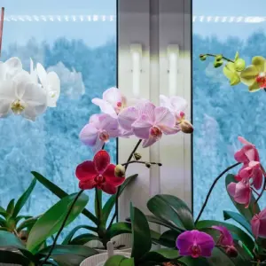 orchideen in hydrokugeln bewurzeln