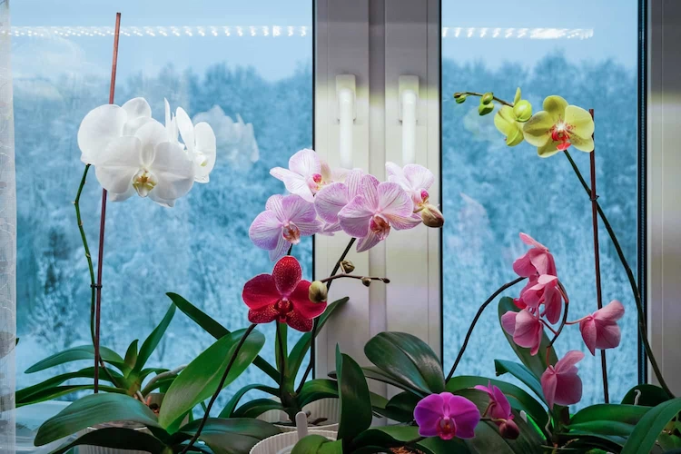 orchideen in hydrokugeln bewurzeln