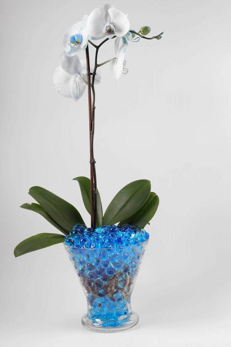 orchideen mit wasserperlen züchten