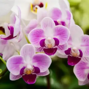 orchideen mit zwiebeln düngen und vor schädlingen schützen