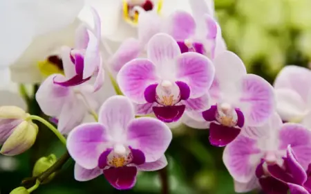 orchideen mit zwiebeln düngen und vor schädlingen schützen