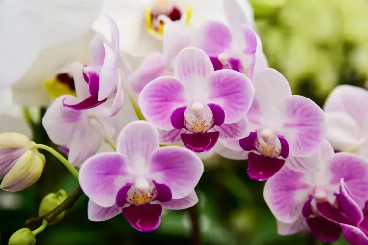 orchideen mit zwiebeln düngen und vor schädlingen schützen