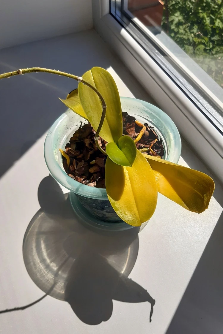 orchideen mögen direktes sonnenlicht nicht