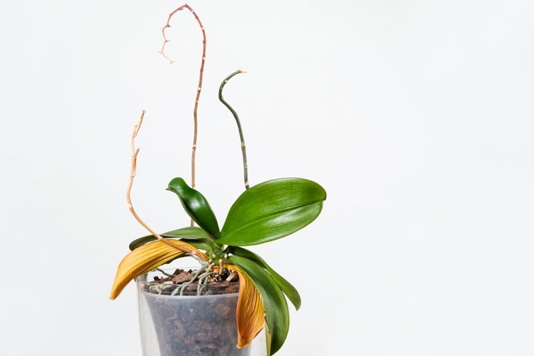 orchideen stängel wird gelb ursachen und lösungen