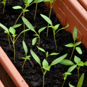 paprika vorziehen schritt für schritt anleitung