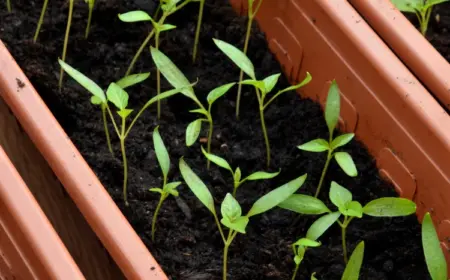 paprika vorziehen schritt für schritt anleitung