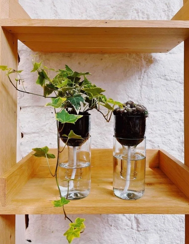 pflanzen in wiederverwendeten weinflaschen anbauen