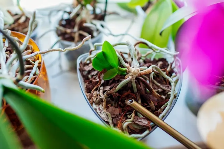 rezepte für zwiebelsud wie oft und wann bei phalaenopsis anwenden