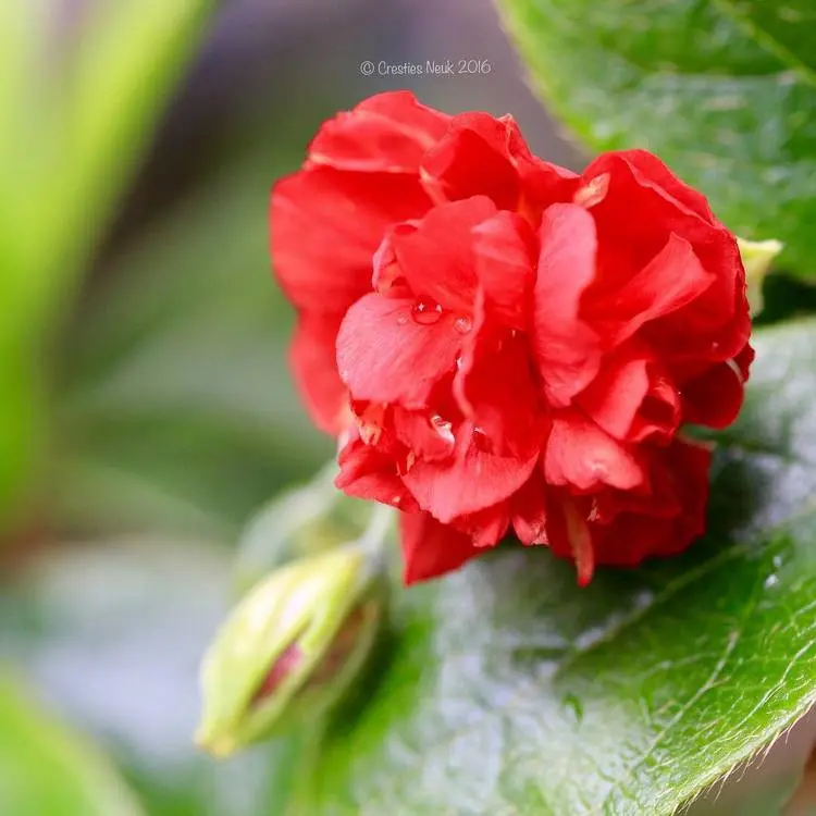 rote bodendecker, die im sommer blühen sonnenröschen (helianthemum x cultorum) für sonne