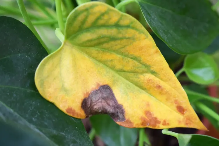 shutterstock matunka anthurie hat braune blätter mögliche ursachen