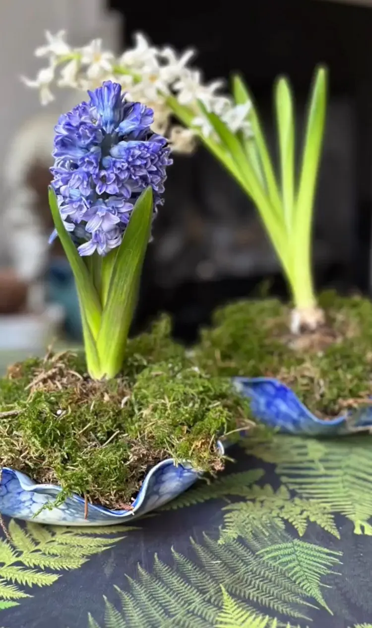 simple dekoidee mit frühlingsblumenzwiebeneln hyazinthen auf blauen dekoschälchen