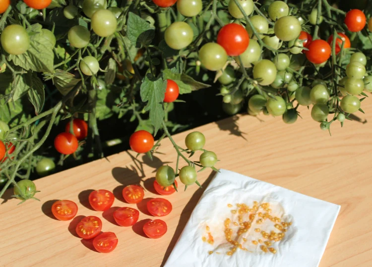 tomaten aussaat und tipps zur anzucht