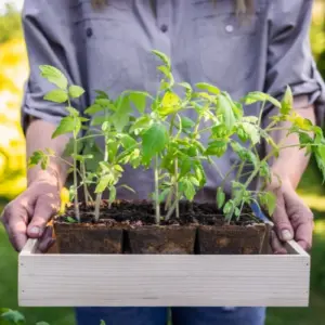 tomaten vorziehen nützliche tipps für anfänger