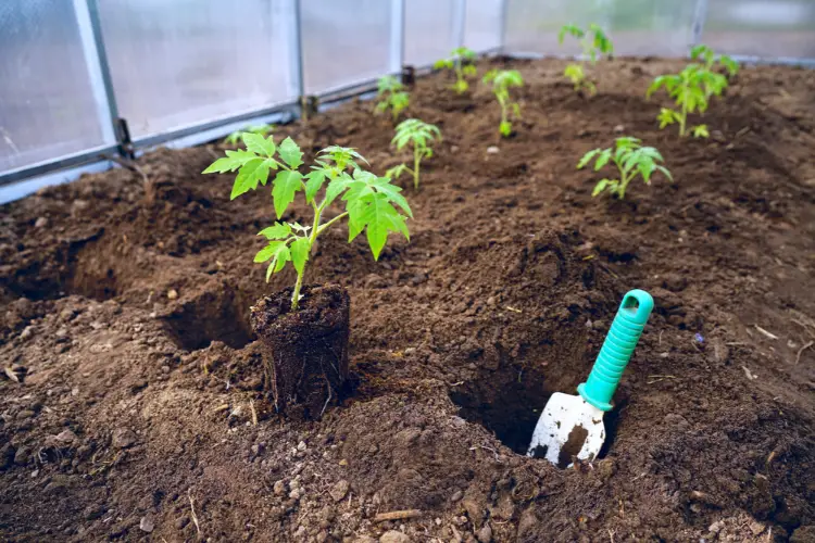 tomaten vorziehen und ins gewächshaus einpflanzen