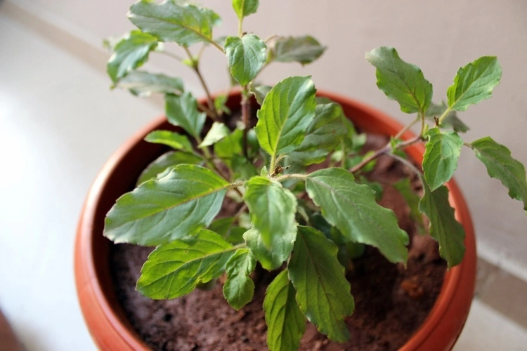 tulsi pflanze oder heiliges basilikum für glück und wohlstand