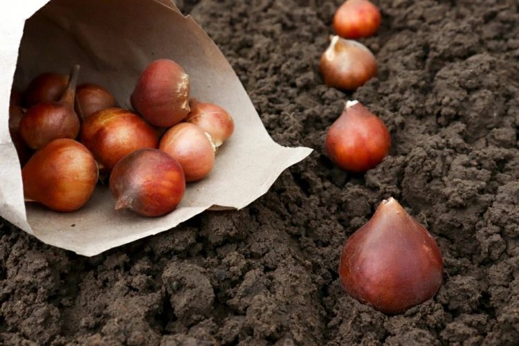 um zwiebeln zu pflanzen, müssen sie einen guten, lockeren boden vorbereiten