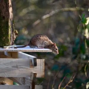 vorbeugungsmaßnahmen ergreifen und ratten vom kompost fernhalten