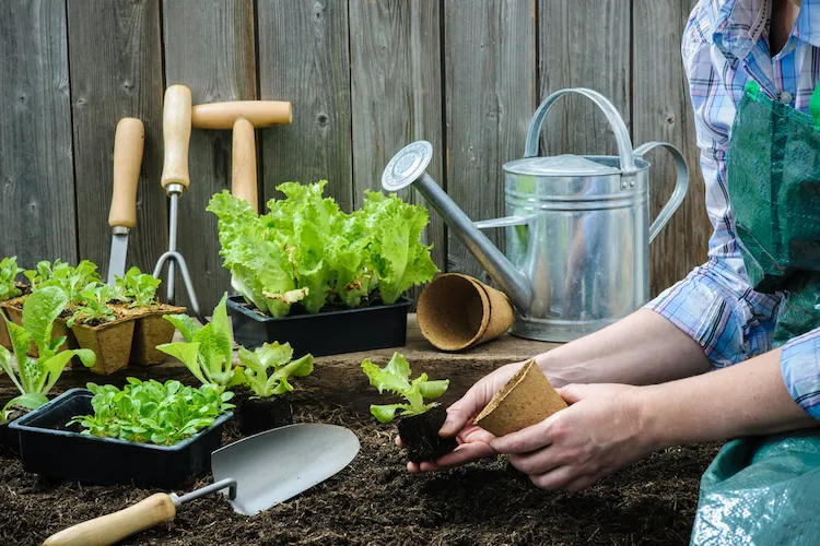 vorgezogenen salat auspflanzen und pflegen