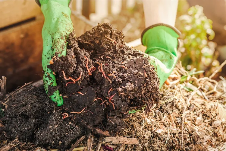vorteilhafte wurmkompostierung für bessere pflanzenproduktion und bodenverhältnisse