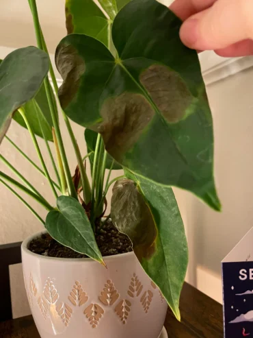 warum anthurium braune blätter hat
