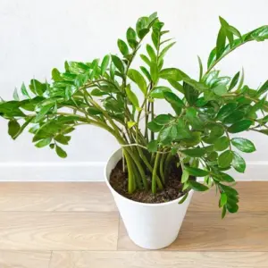 warum lässt meine zamioculcas triebe hängen