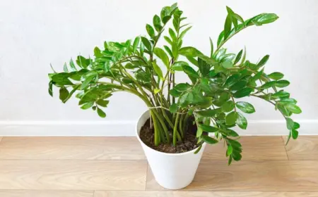 warum lässt meine zamioculcas triebe hängen