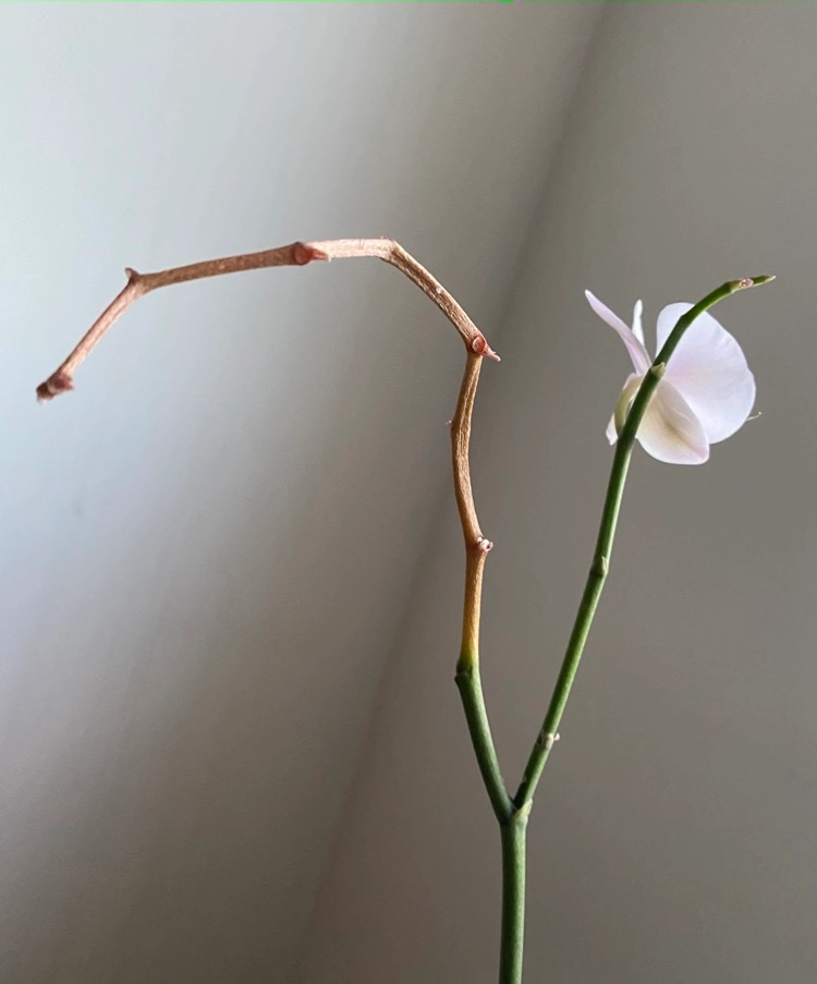 warum wird der orchideen stängel gelb und trocknet aus