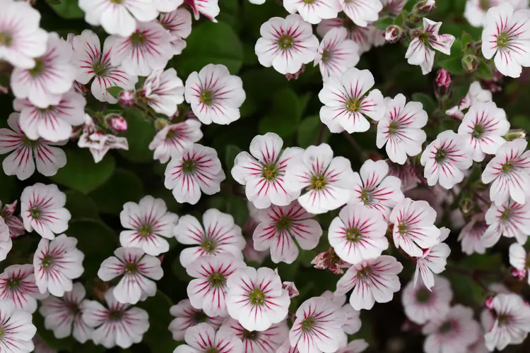 weiße blüten mit rosa akzenten für den garten mit himalaya schleierkraut (gypsophila cerastioides)