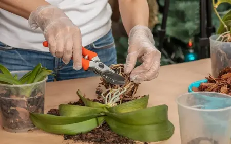 wie man vertrocknete orchideenwurzeln beschneiden kann