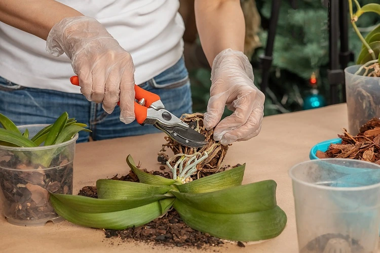 wie man vertrocknete orchideenwurzeln beschneiden kann