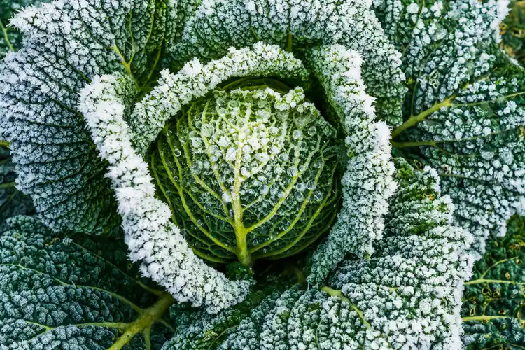 wintergemüse wie kohl kann direkt ins beet gepflanzt werden